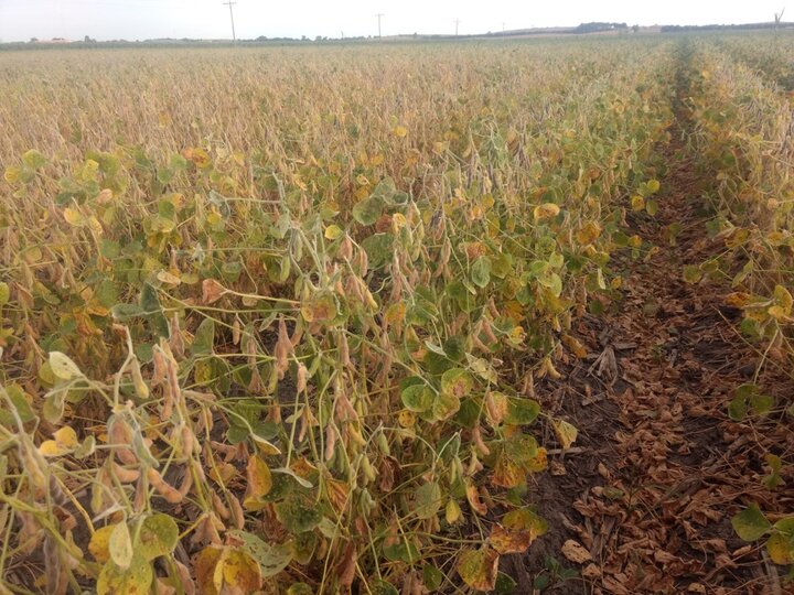 soybeans nearing maturity