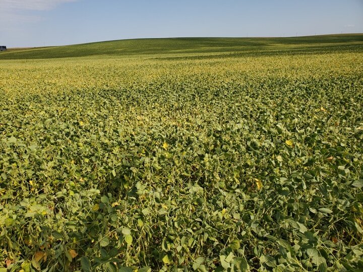 dryland soybeans Cuming county