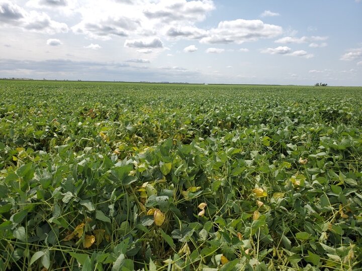 irrigated soybeans in Colfax county