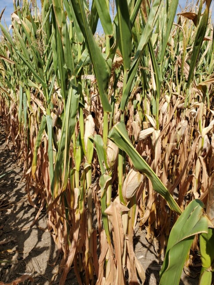 drought stressed corn