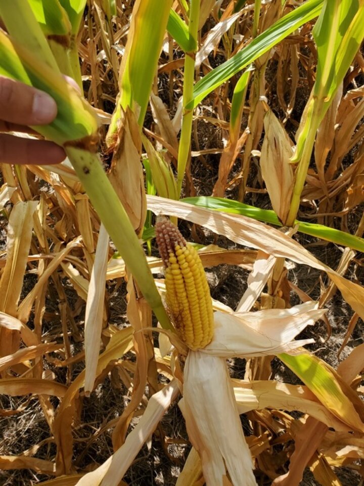 drought stressed corn