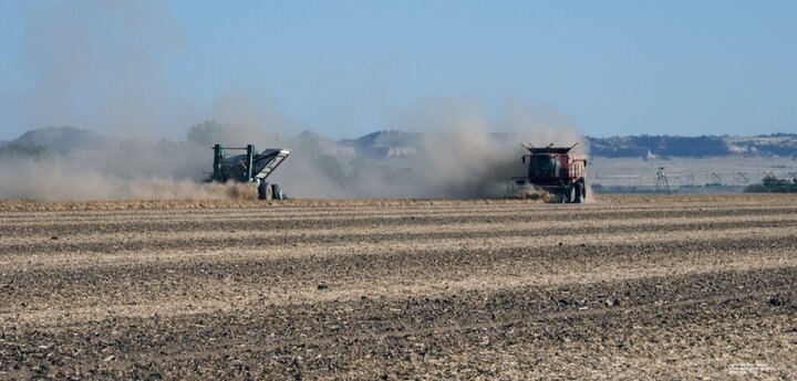 combines harvesting dry beans