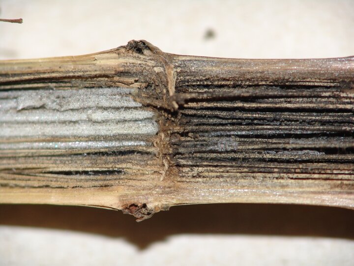 stalks with charcoal rot