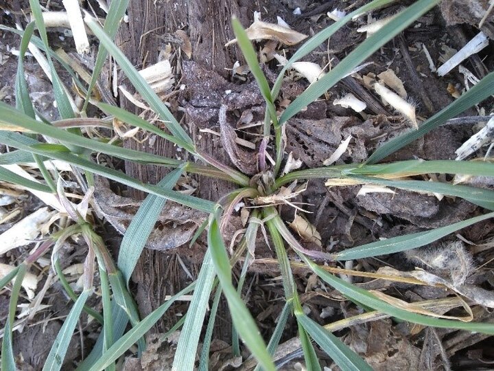 rye broadcast interseeded into soybean