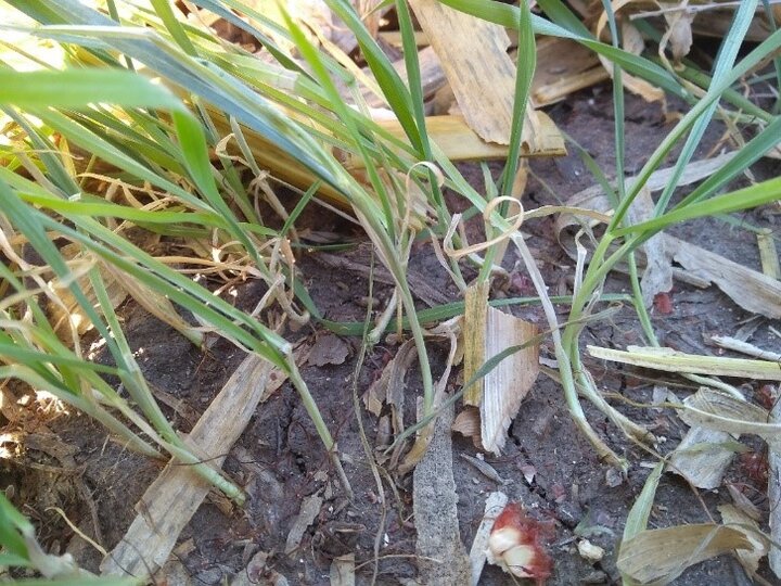 rye broadcast interseeded into corn