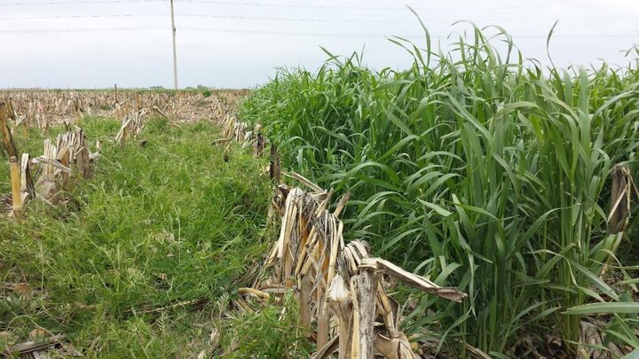 Hairy vetch and cereal rye