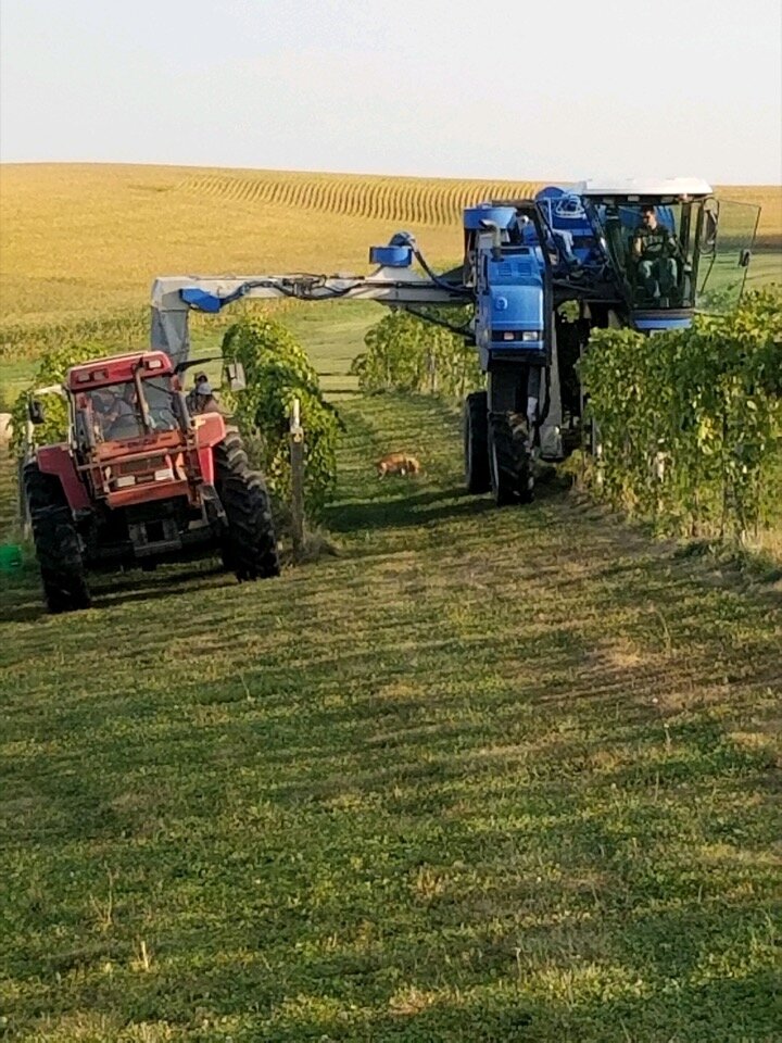 Mechanical grape harvesting