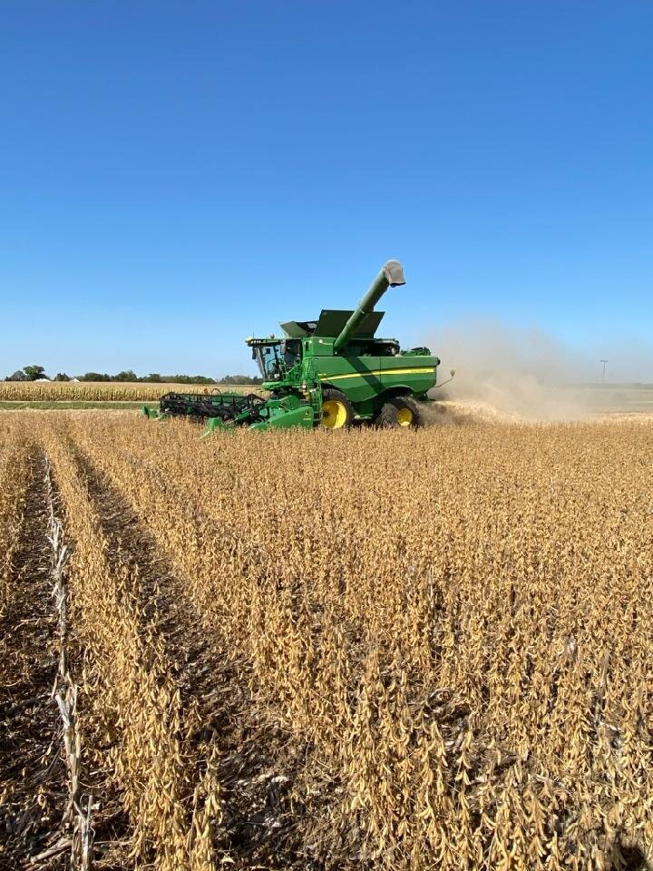 Harvesting soybeans