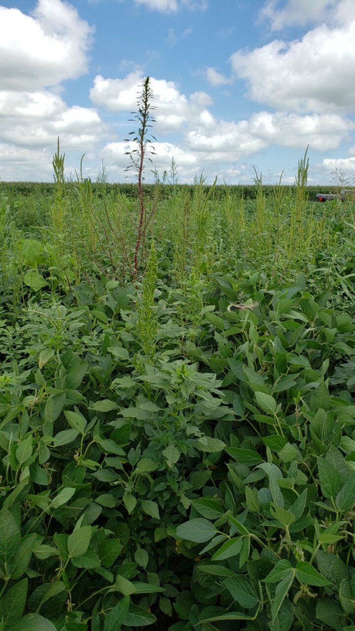 Uncontrolled palmer amaranth