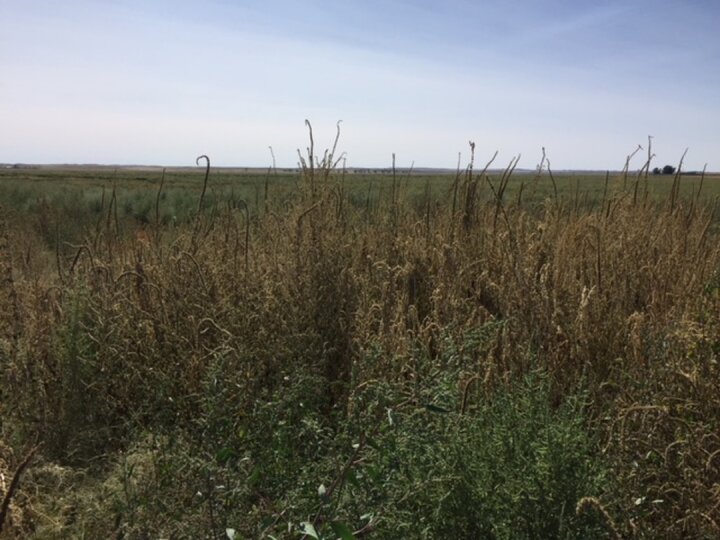 Palmer amaranth in dry beans