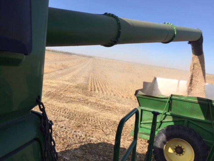 Dry bean harvest