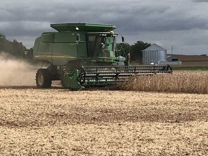 soybean being harvested