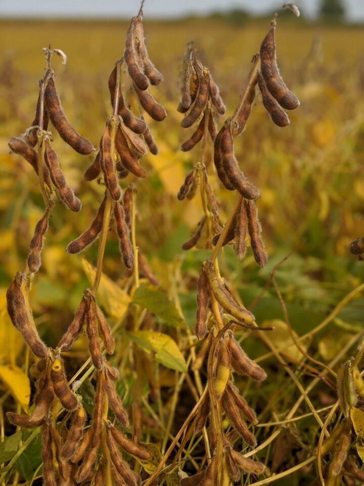 4-bean soybean pods