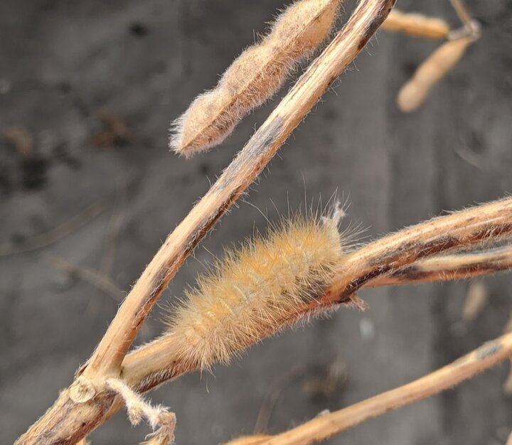 Woolly bear caterpillar