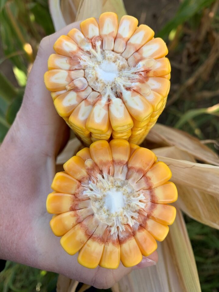 cross section of mature corn