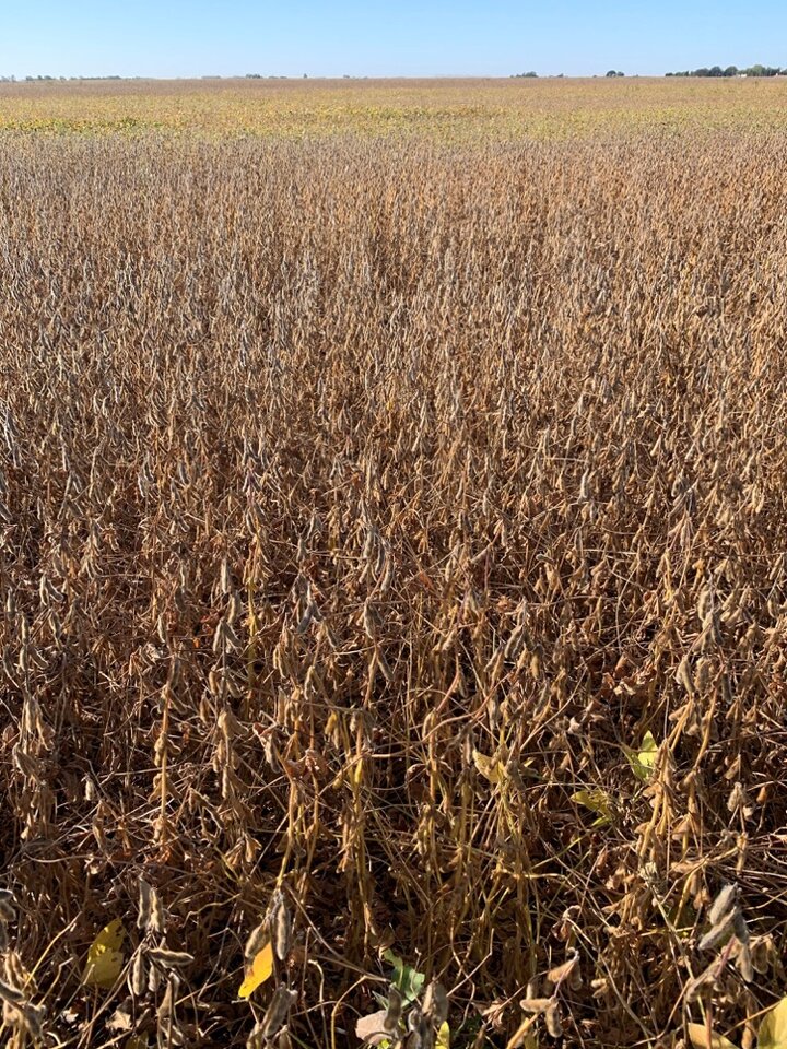 soybean field ready for harvest