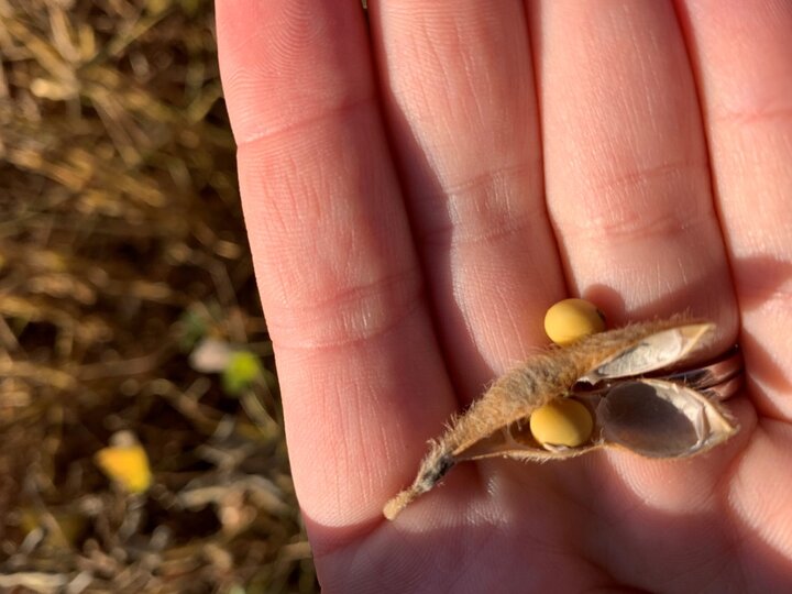 mature soybean pod