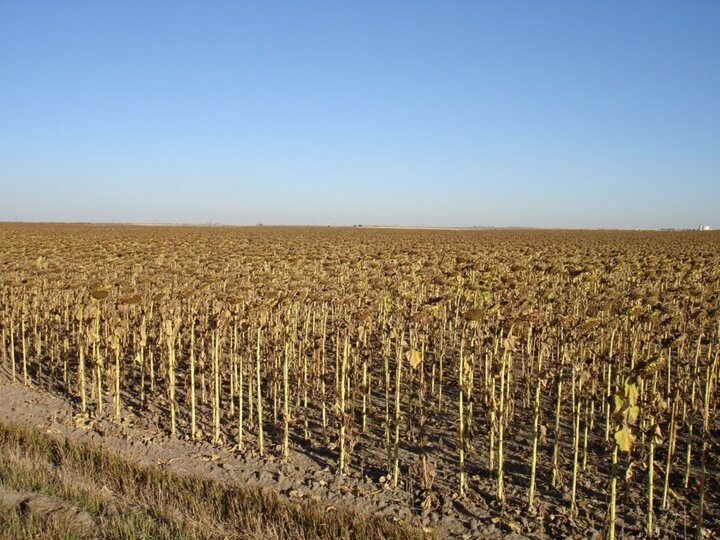 sunflower field ready for harvest