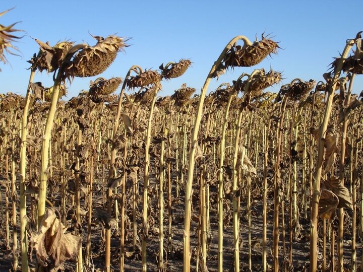 sunflower ready for harvest