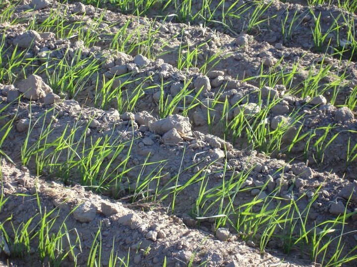 wheat sprouting