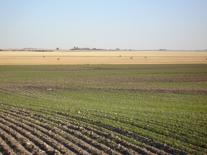 wheat field sprouting