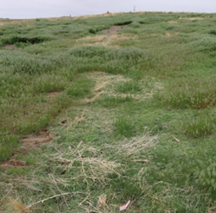 Plateau® 14 months after application
