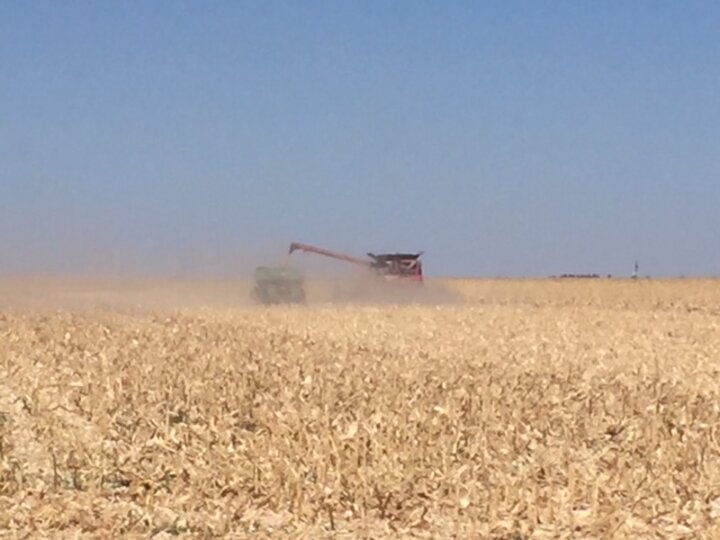 corn harvest