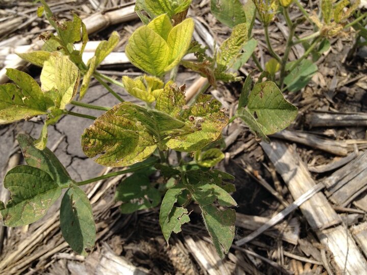 Iron deficiency chlorosis in soybeans