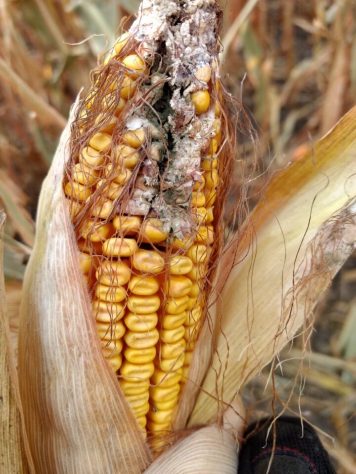 corn ear rot
