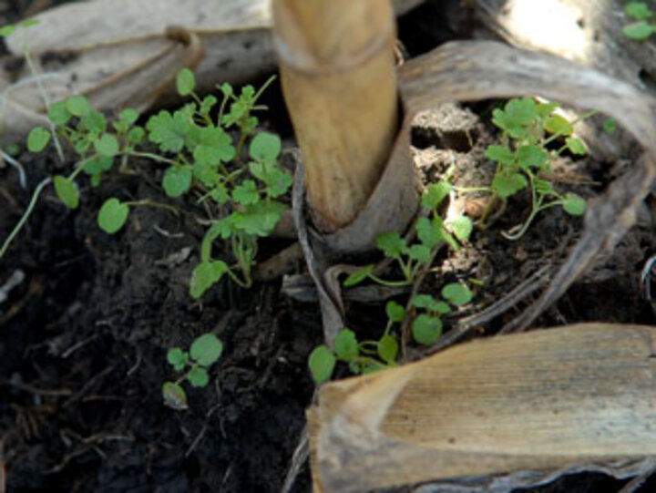 Henbit in the fall