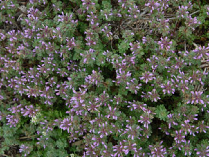 Henbit in the spring