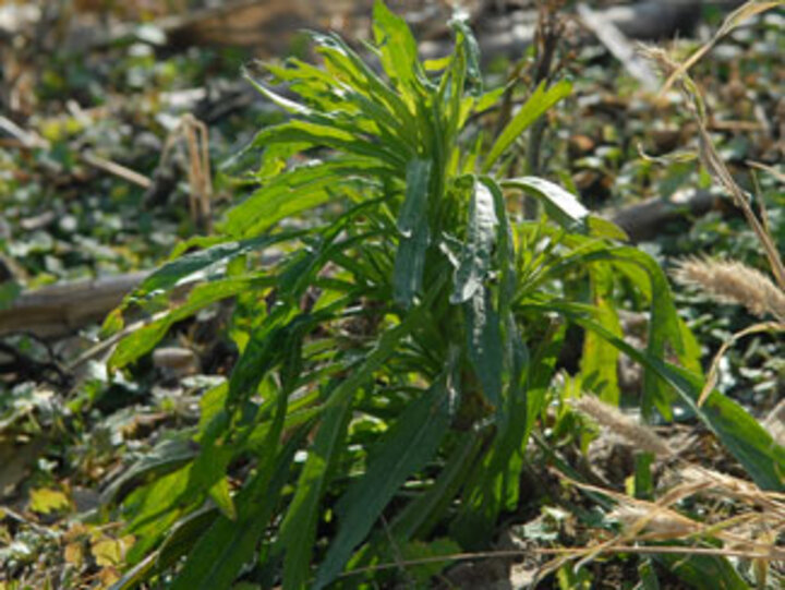 Marestail