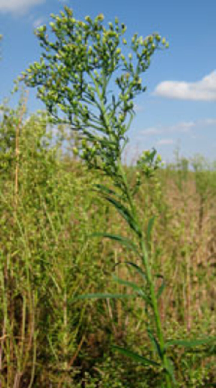 Marestail