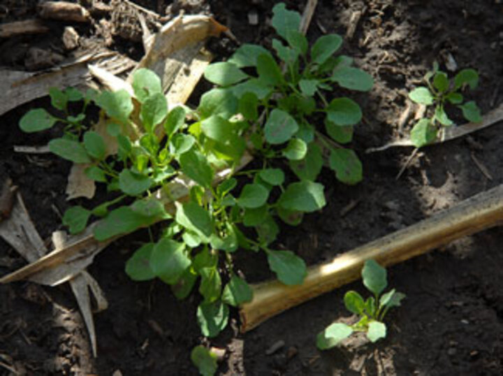 Field pennycress in fall