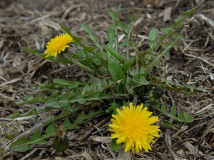 Dandelion in spring