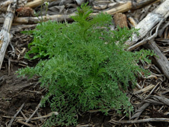 Tansy mustard