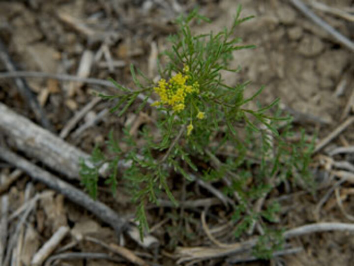 Tansy mustard