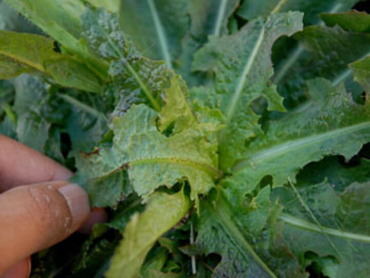 Prickly lettuce midrib