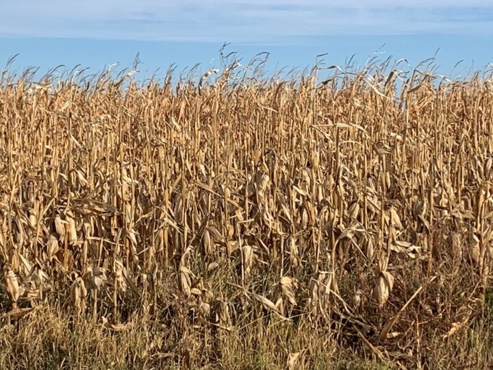 mature corn ready for harvest