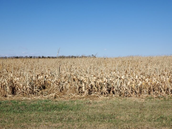 corn field showing wind damage