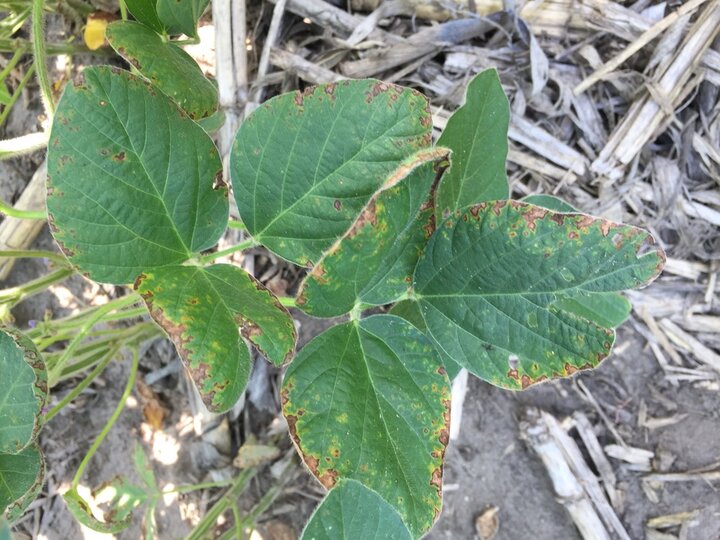 Boron toxicity in soybeans showing symptoms of scorching or necrosis on the leaf edges