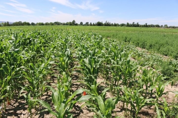 corn in a multiple MOA herbicide program 