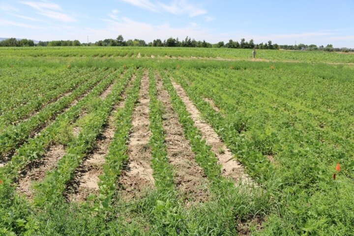 Dry beans in a multiple MOA herbicide program