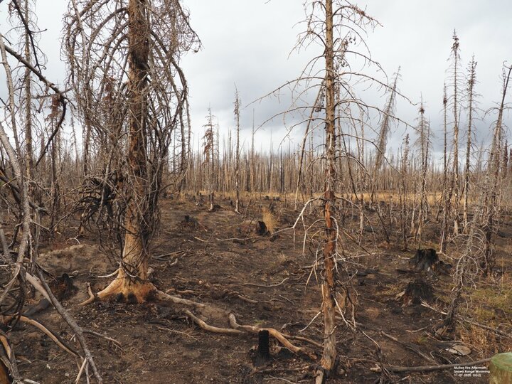 burnt and dead trees