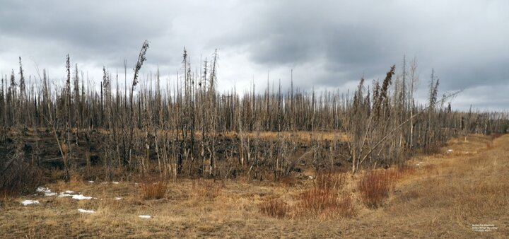 burnt and dead trees along an brown field