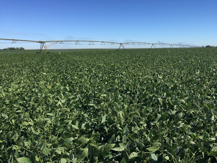 center pivot watering soybeans