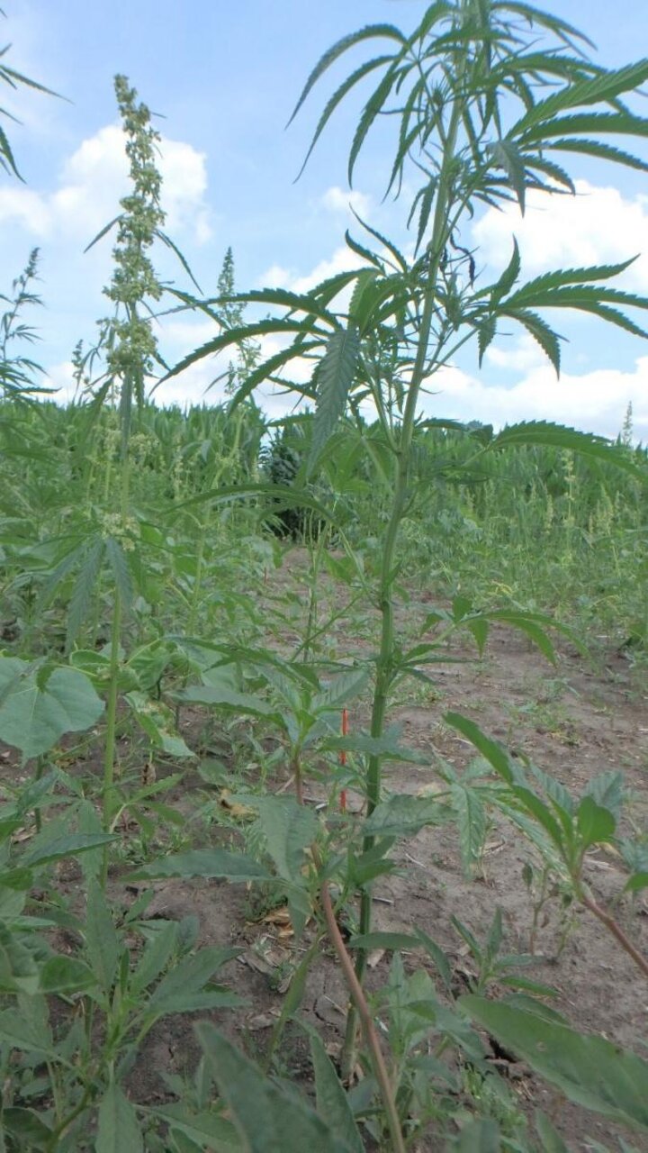 Industrial hemp sprayed with Stinger