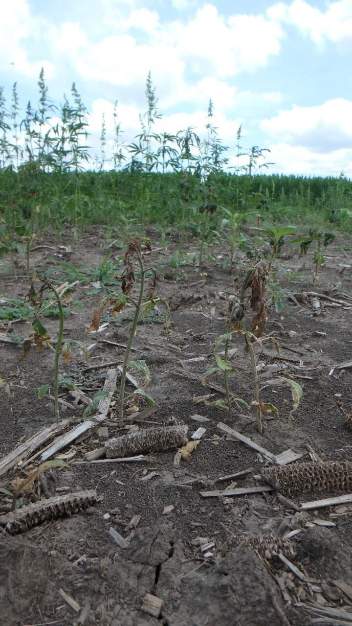 Severe hemp injury at 7DAT by Hornet applied late-POST