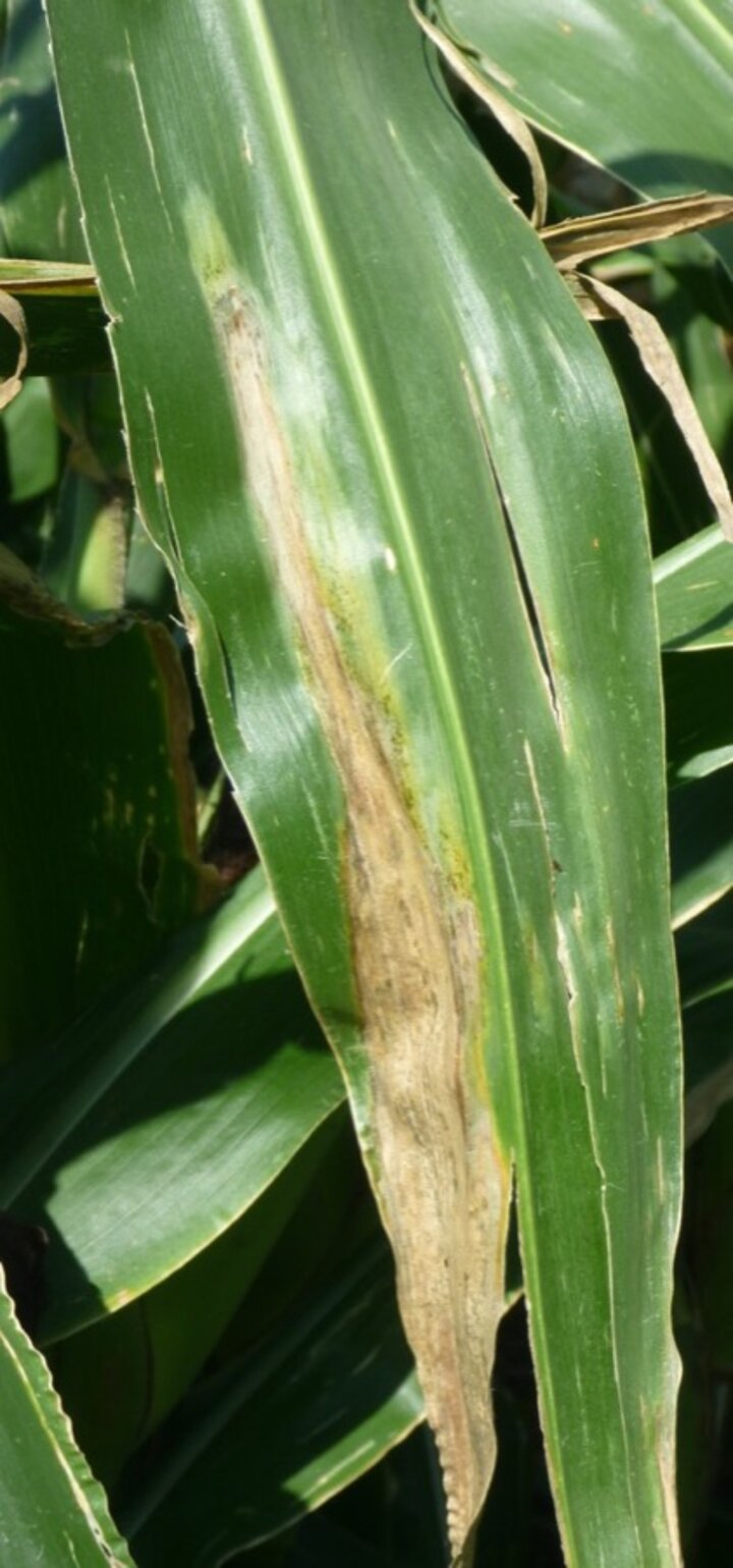 Goss’s bacterial wilt of corn