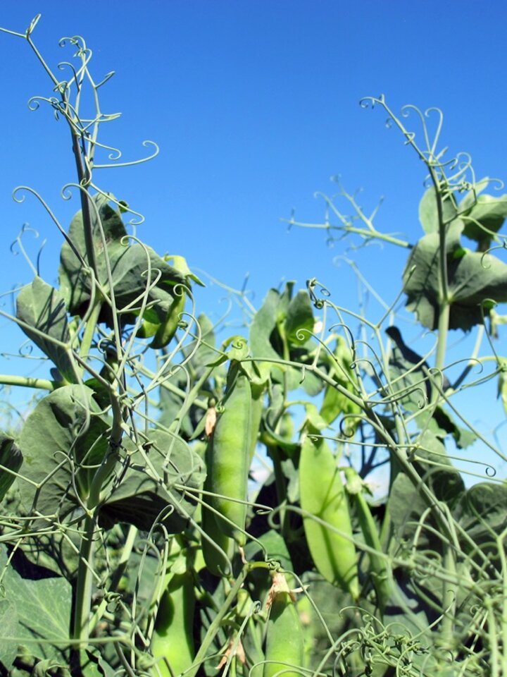 field peas